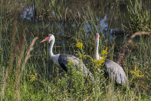 Wattled Crane ( Bugeranus carunculatus). African crane whose population is gradually declining photo