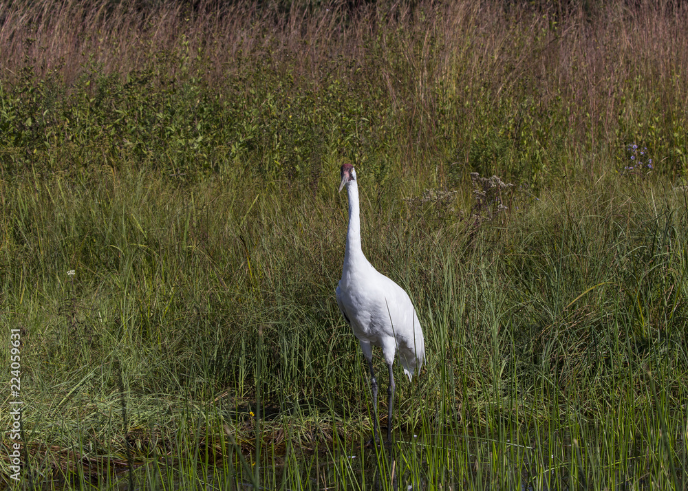 Obraz premium Whooping crane (Grus americana) it is one of only two crane species found in North America.