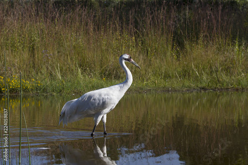 Whooping crane (Grus americana) it is one of only two crane species found in North America.