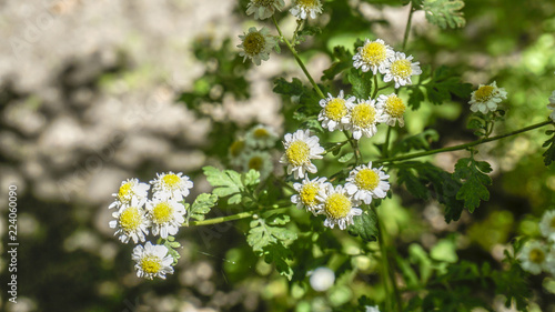 Tanacetum Parthenium Feverfew flowers closeup 1.