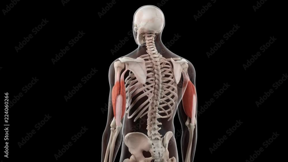 3d rendered medically accurate illustration of the triceps 3d rendered medically accurate illustration of the triceps