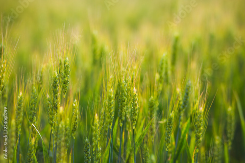 Green field wheat close up