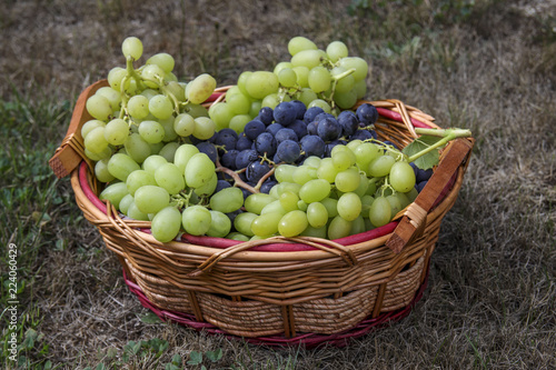 basket with grapes