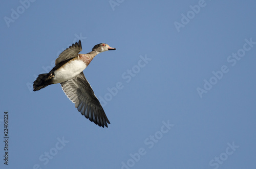 Lone Wood Duck Flying in a Blue Sky