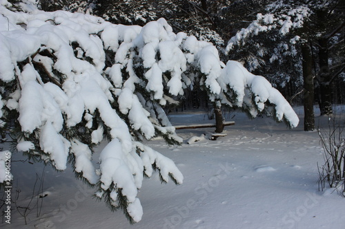 big fur-tree branch with snow. photo