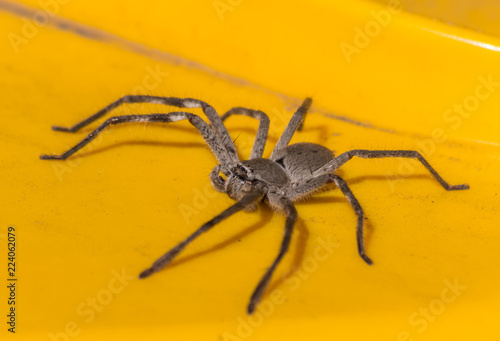 South Australian Huntsman spider resting on the (yellow) lid of a wheelie bin.