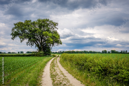 It is a cloudy day and rain isn't far away on this summer day in June on the so-called 'Deldener Es' near the small city of Delden in a region called Twente, located in the province of Overijssel 