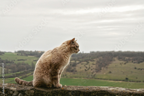 Gato