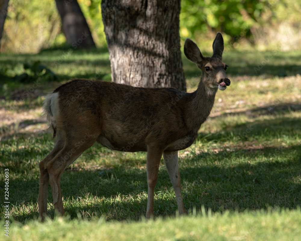 Fototapeta premium Mule deer - female