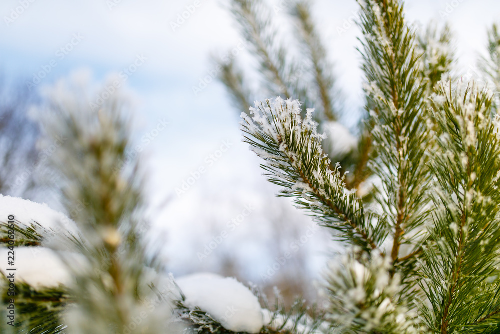 Coniferous branch covered in tiny snowflake close-up Coniferous branch covered in tiny snowflake close-up