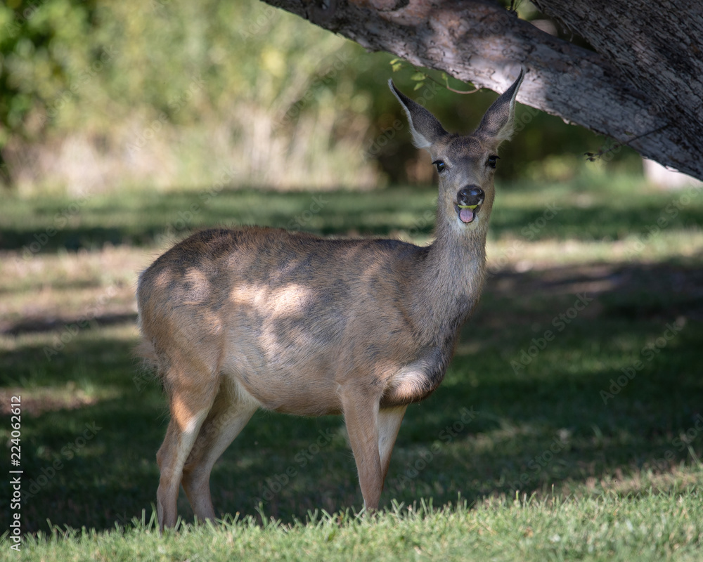 Obraz premium Mule deer eating apple