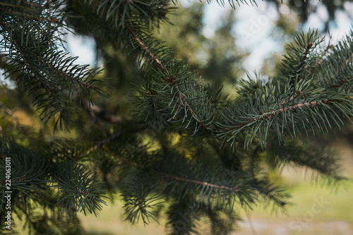 branch of a tree