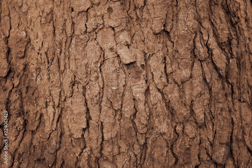 Close up of Old brown tree Bark,background texture.