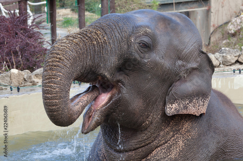Asian elephant (Elephas maximus) bathing.