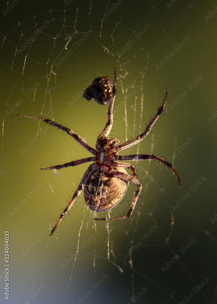 Spider wrapping bug on web Spider wrapping bug on web