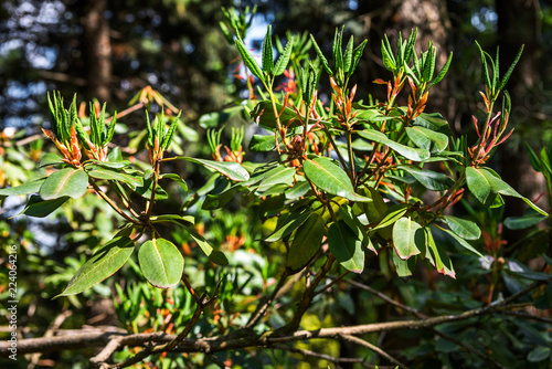A branch of green with a brown rhododendron morii