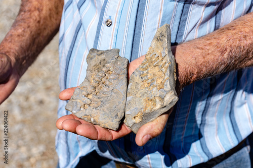 dinosaur fossil hand man