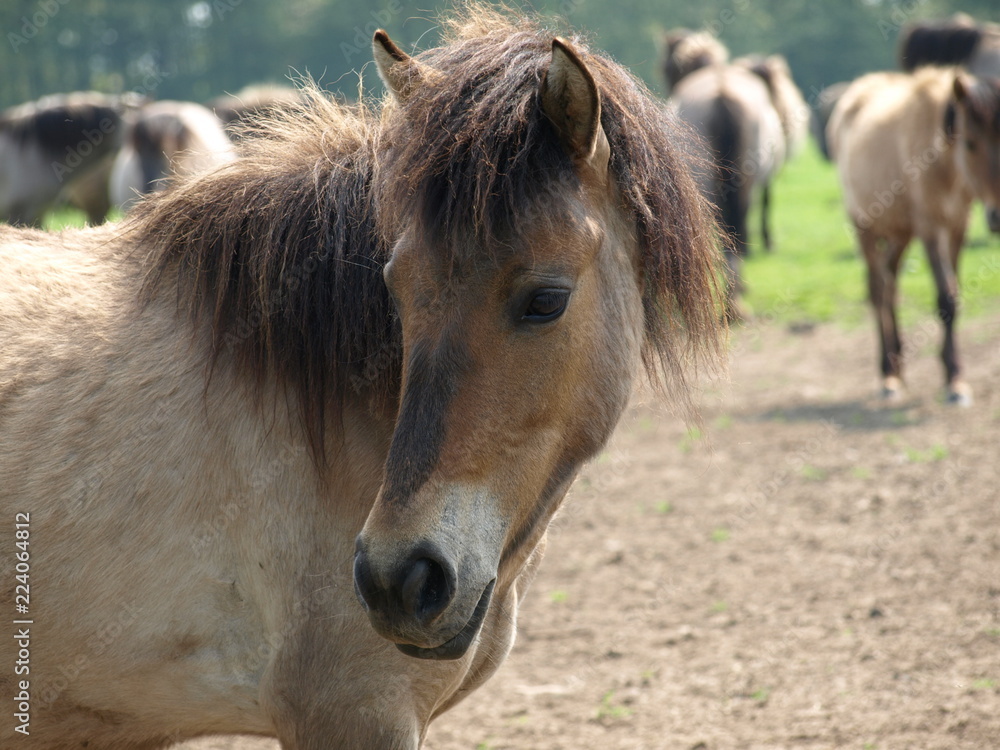 Obraz premium Wildpferde