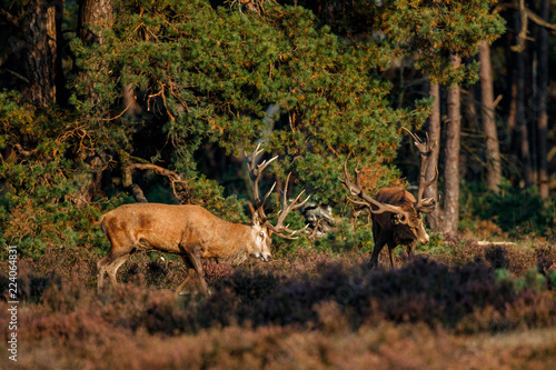 Red deer stags fight in the rutting season in the Hoge Veluwe National Park in the Netherlands