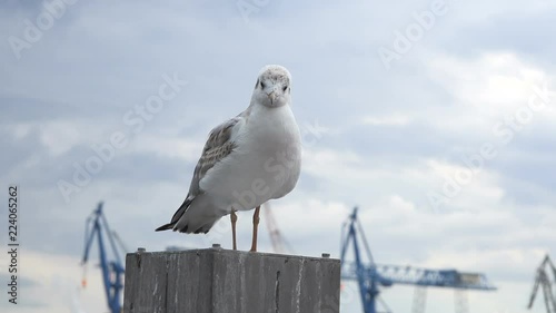 Close up shot of a seagull resting on a harbour pole