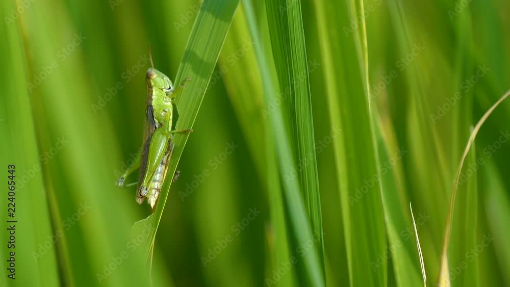 Slow motion video of macro grasshopper on green rice plant in paddy field at countryside in Chiangmai, Thailand (High Speed Video) Slow motion video of macro grasshopper on green rice plant in paddy field at countryside in Chiangmai, Thailand (High Speed Video)