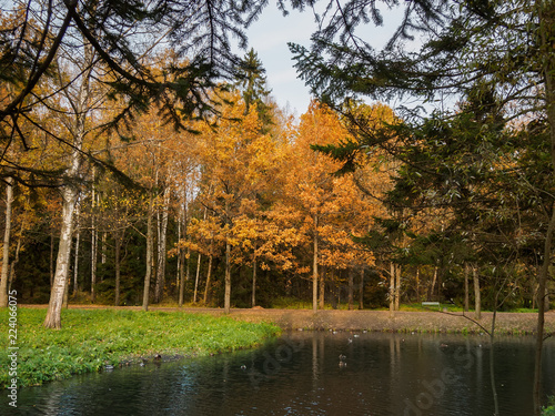 Autumn park, river bank. Autumn landscape