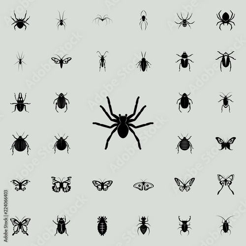 spider tarantula icon. insect icons universal set for web and mobile © rashadaliyev