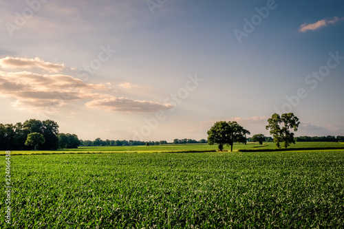 Sunset at a lonely path in a typical Dutch farm landscape in the summer month of June. This landscape is near the small city of Delden in a region called Twente, located in the province of Overijssel