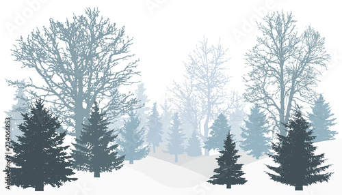 Silhouette of winter snowy forest (tree without leaves, christmas trees (firs)). Vector