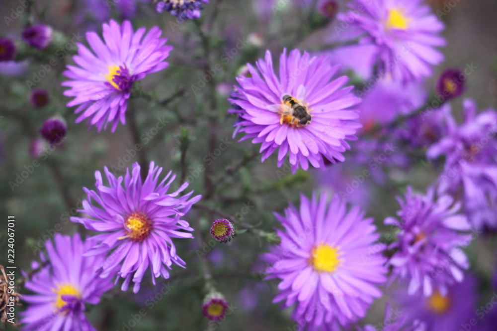 flowers flowers