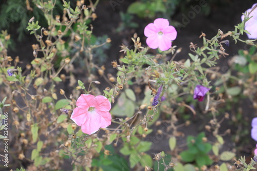 flowers