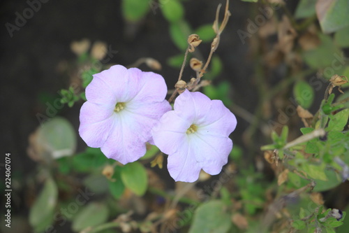 flowers love