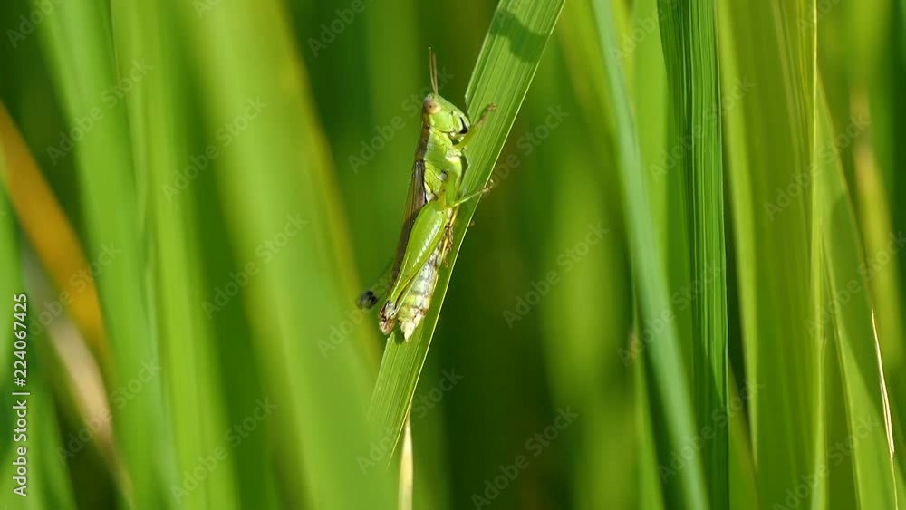 Slow motion video of macro grasshopper on green rice plant in paddy field at countryside in Chiangmai, Thailand (High Speed Video) Slow motion video of macro grasshopper on green rice plant in paddy field at countryside in Chiangmai, Thailand (High Speed Video)