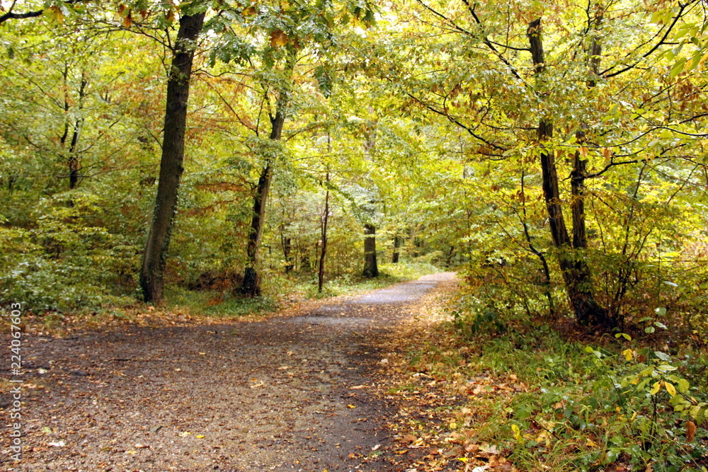 Forêt de Saint-Germain-en-Laye