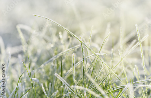 Frozen morning grass  © Marek Walica