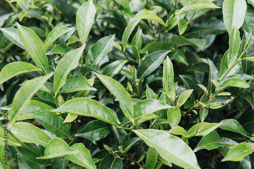 Green tea leaves in a tea plantation in morning, selective focus photo