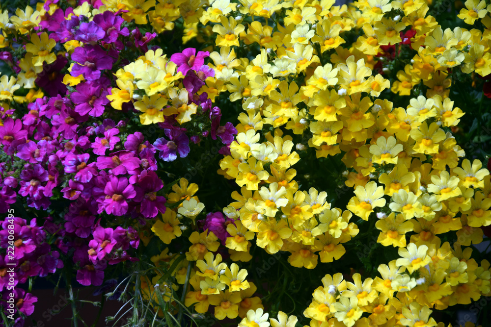 Obraz premium Flora ft71050525