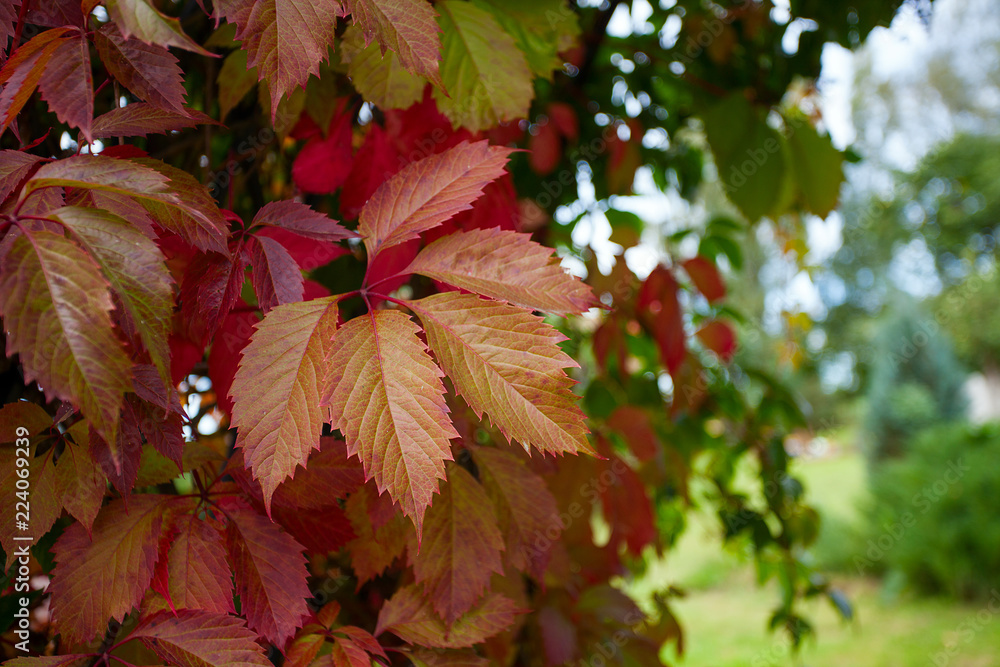 wild grape leafs in autumn wild grape leafs in autumn