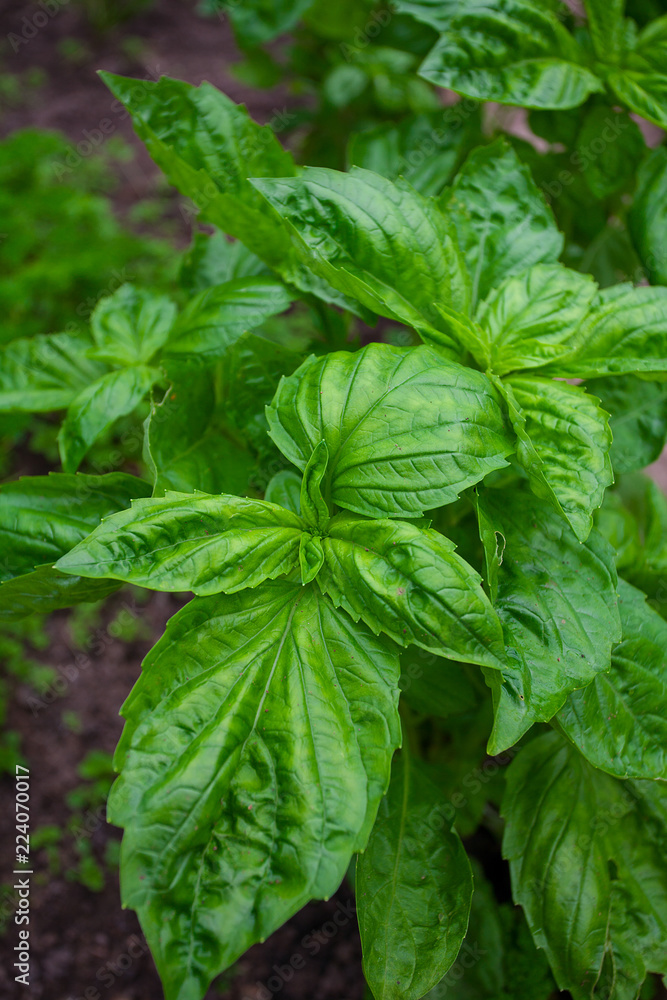 basil close up basil close up