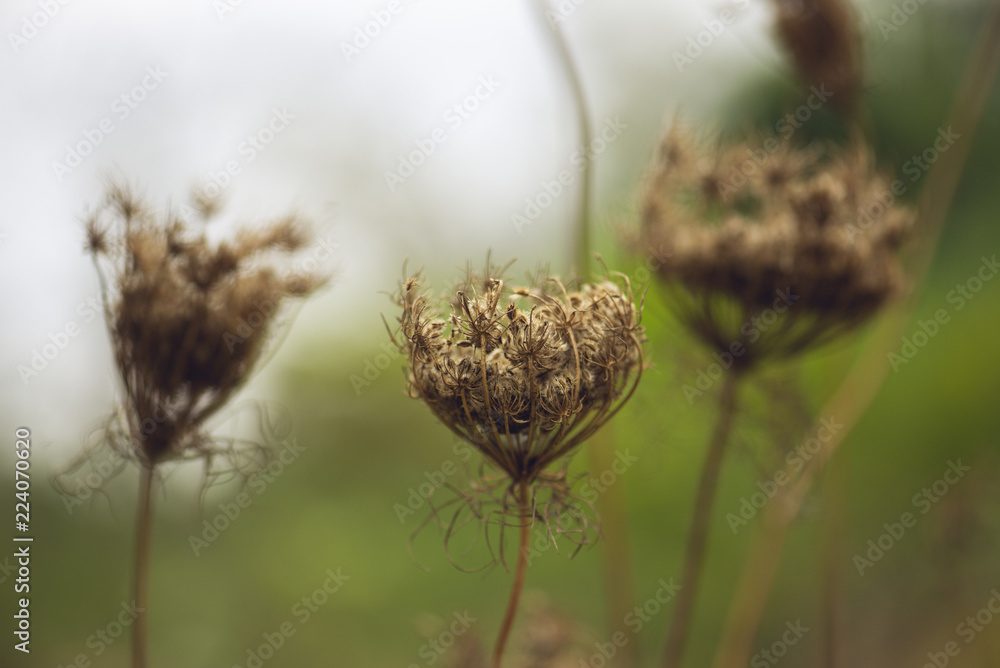 Three Dried Queen Anne's Lace flowers in front of blurred background