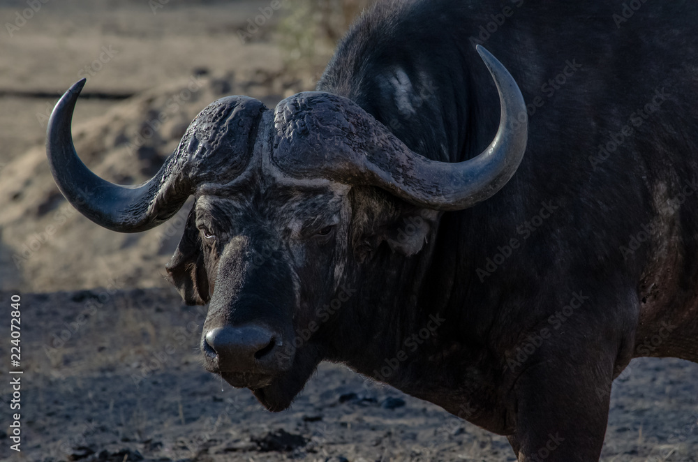 Water Buffalo Runny Nose Water Buffalo Runny Nose