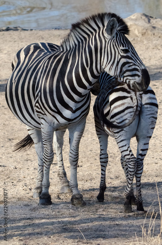 Zebra Foal   Mother