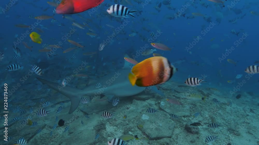 Deep ocean wildlife, Shark feeding underwater Deep ocean wildlife, Shark feeding underwater
