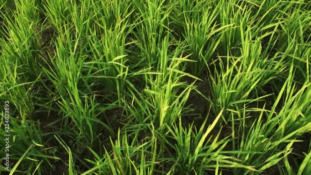 A flim to show dry soil/needs rain. A flim to show dry soil/needs rain.