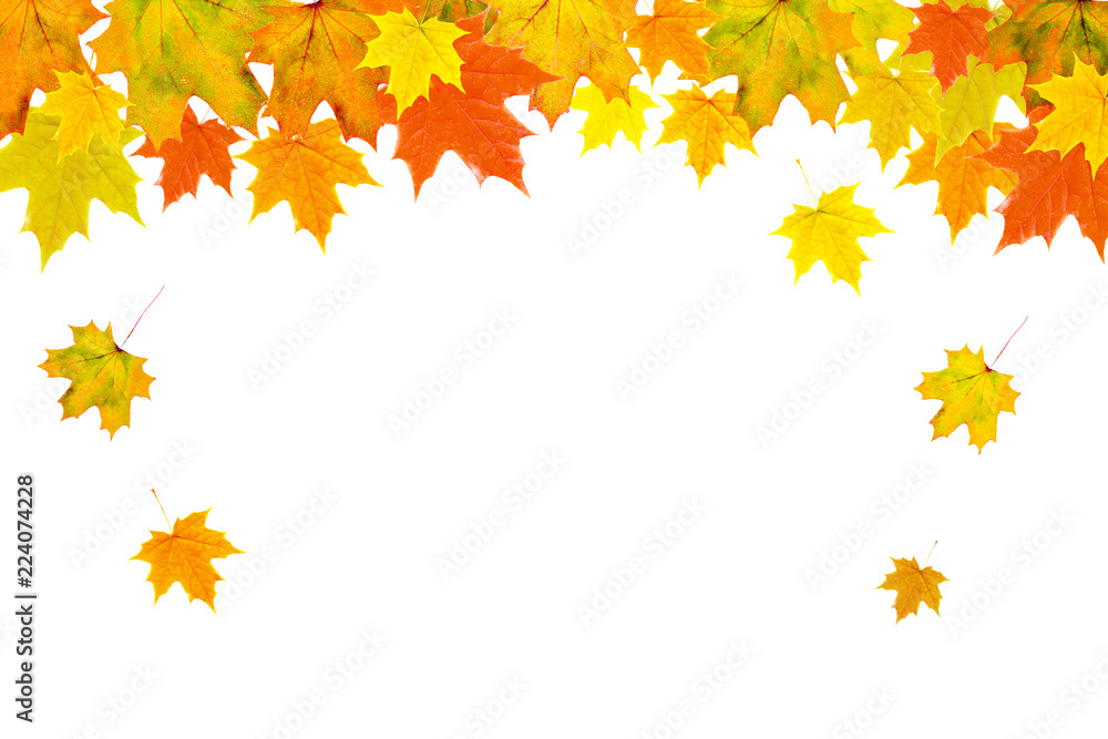 Bright autumn leaves on a white background