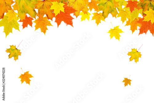 Bright autumn leaves on a white background