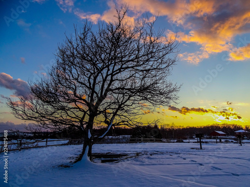 Un arbre dans la neige au coucher du soleil © Simon