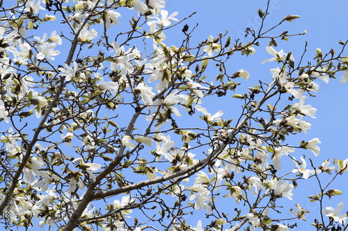 Magnolia kobus trees in the spring and autumn