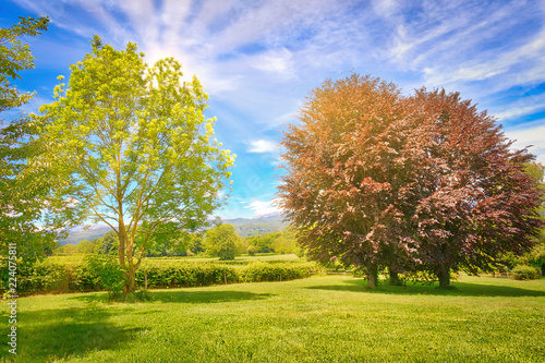 Gli alberi nel parco