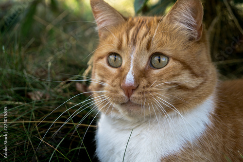 puffy red cat among the grass